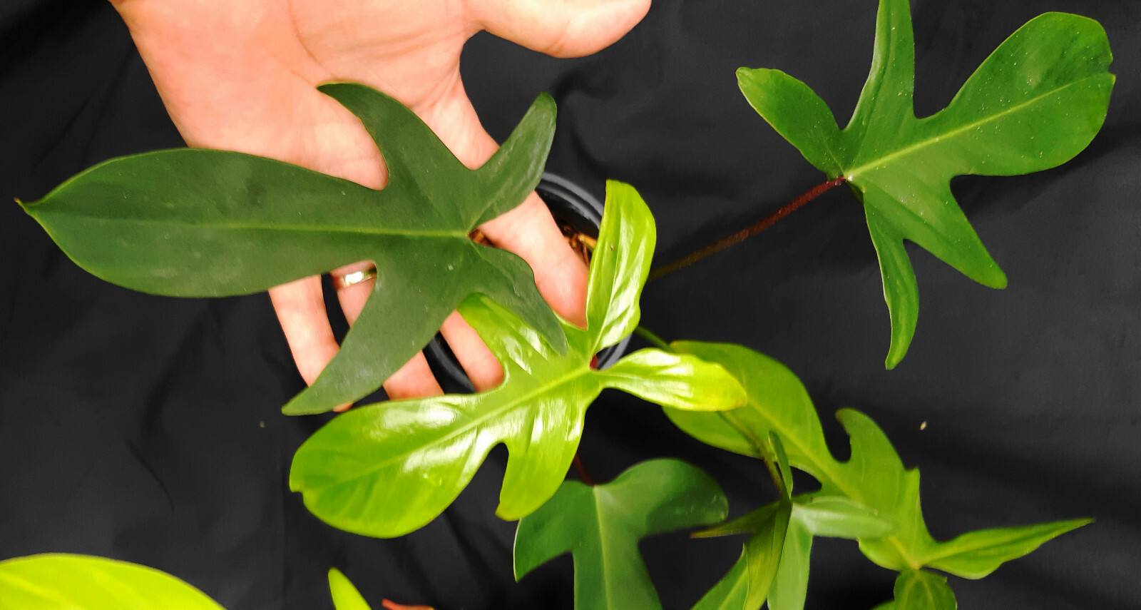FLORIDA GREEN Philodendron – Red Stem – 6″- 8″ Fully Rooted – Free Shipping!!