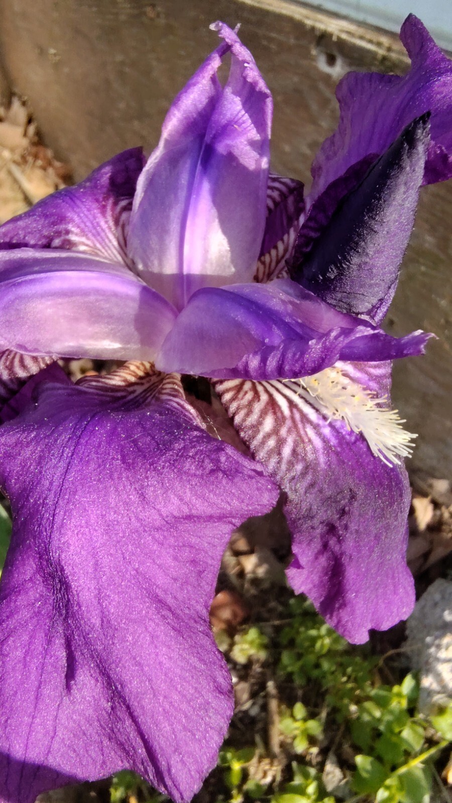 10x MIXED VARIETIES/COLORS IRIS BULBS RHIZOMES (Will BE TALL) Fresh