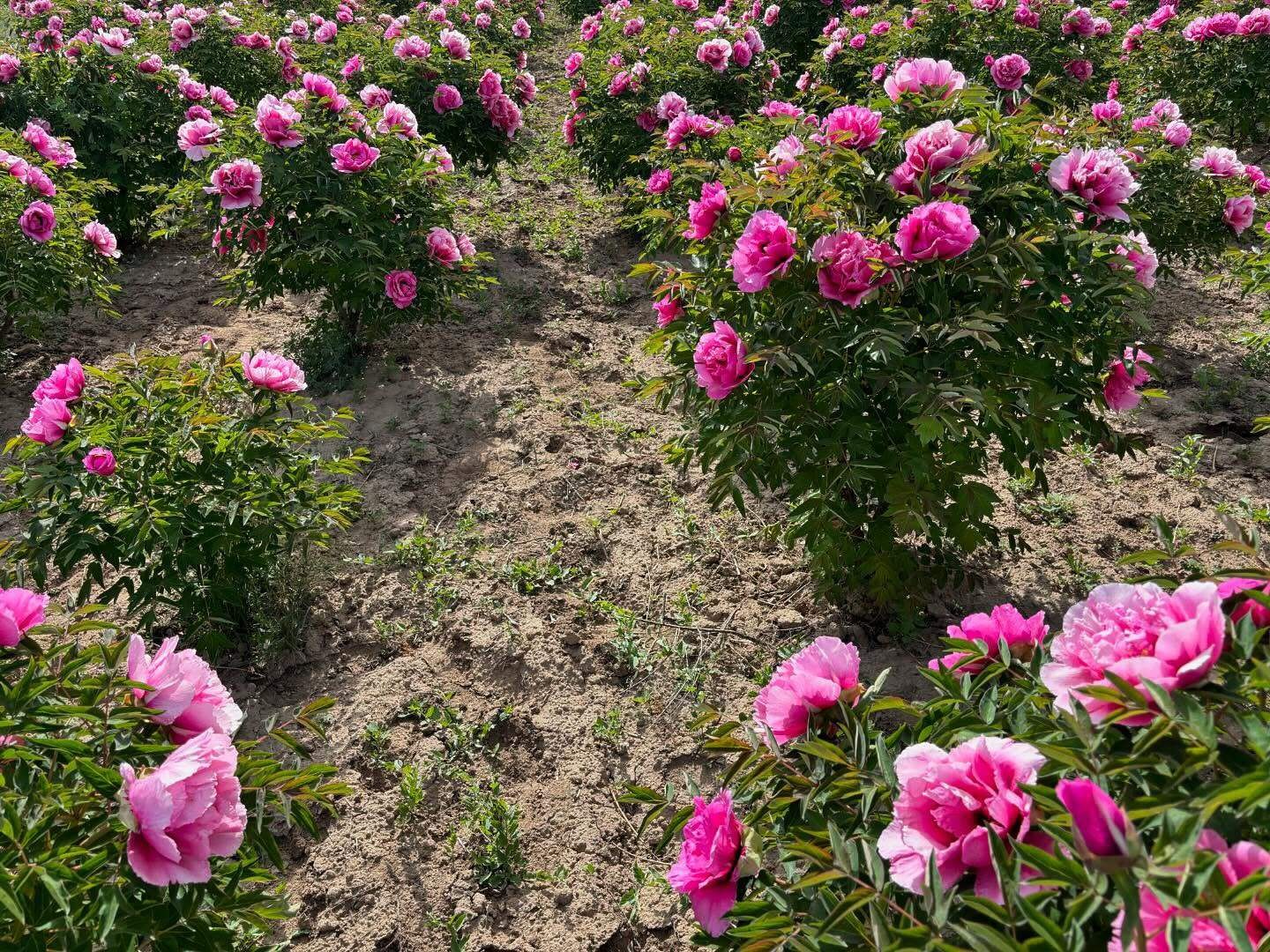 “Pretty lady” large flower tree peony
