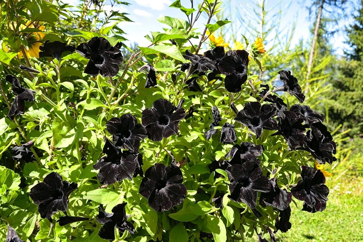 Dwarf Petunia Seeds for Planting, 310+Pcs Perennial Night Sky Black Petunia
