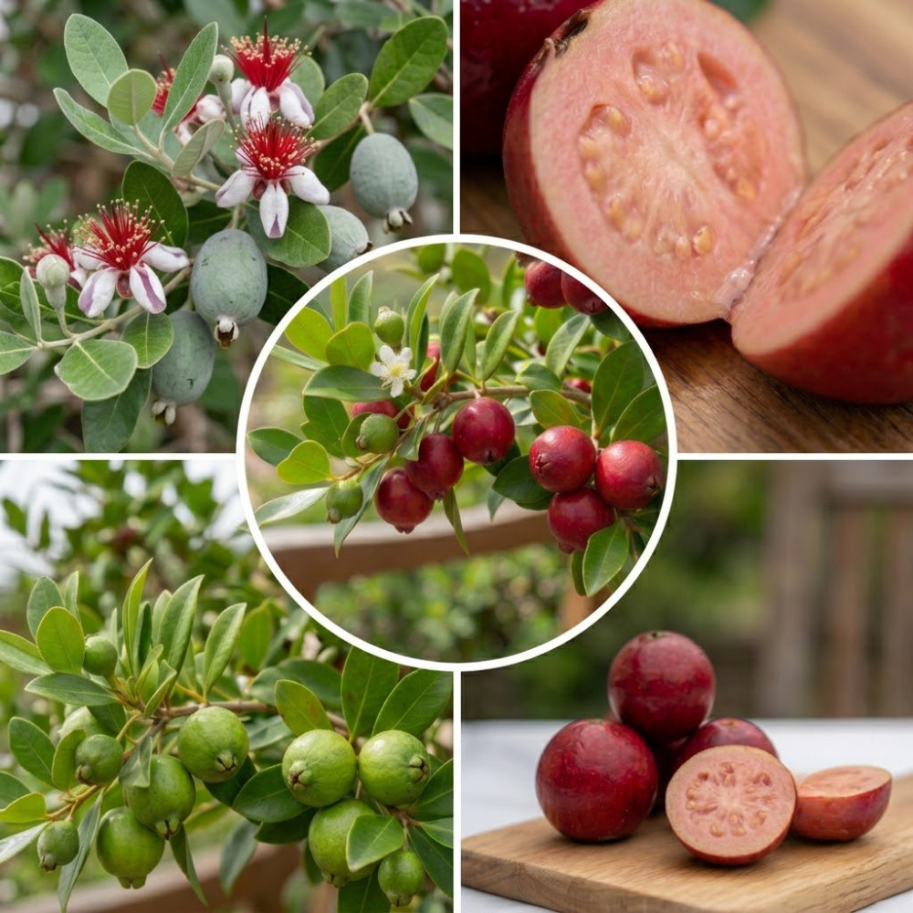 Strawberry Guava Live Plant 4-6 Inches Rooted Tropical Fruit Tree