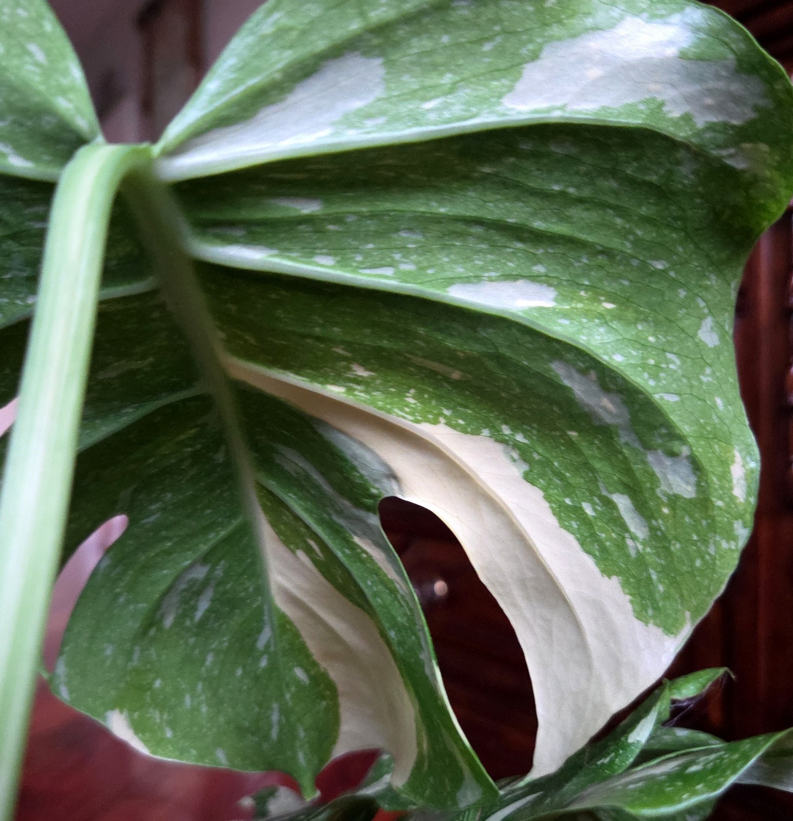Rare Monstera Thai Starlight Mint 24″ Tall Aroid Not Philodendron Anthurium
