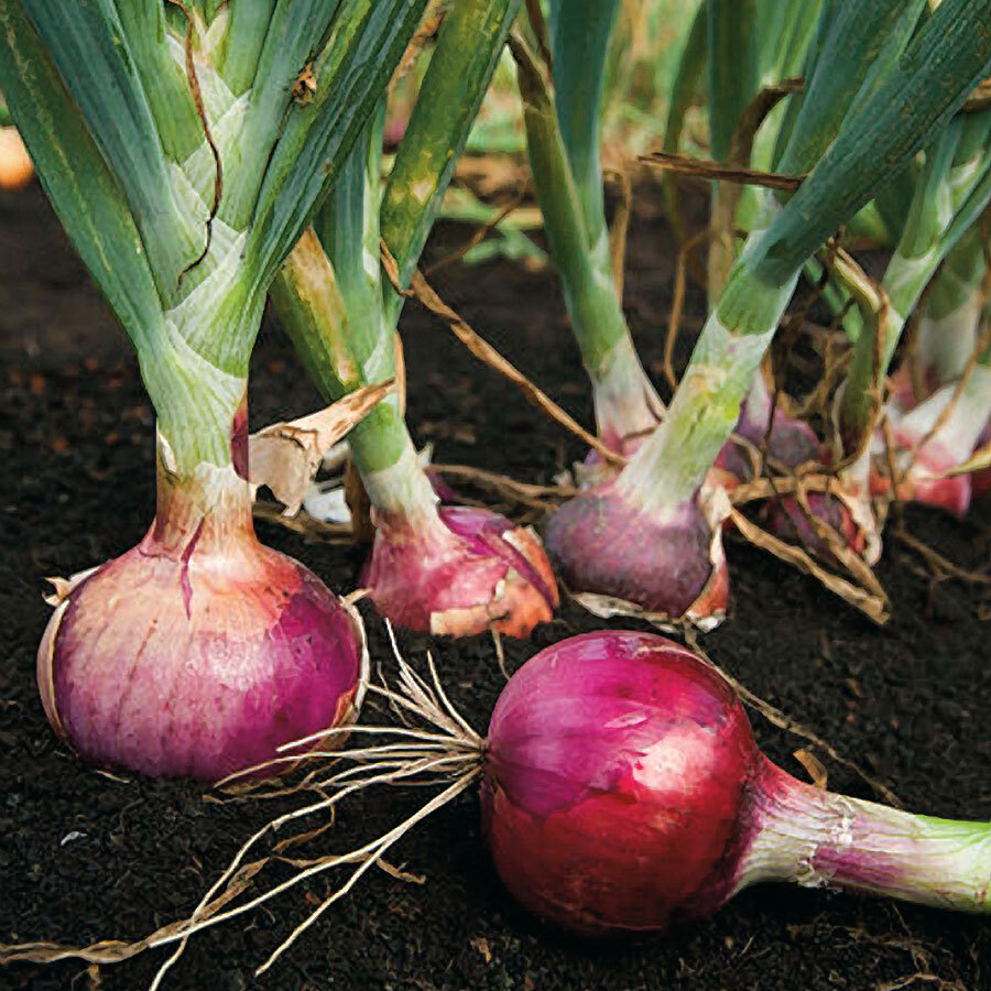 Red Burgundy Onion Seeds | Allium Short Day Purple Scallion Vegetable Seed 2024