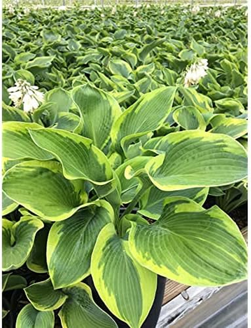 Hosta ‘Frances Williams’ (Hosta) Perennial, Blue-Green Foliage with Gold Edge, 1