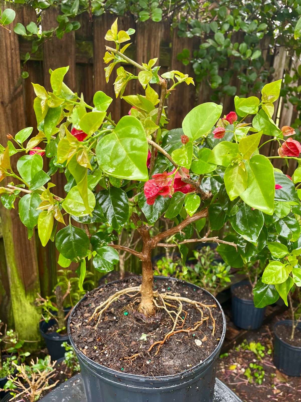 Bonsai Style Pre-bonsai Fuchsia Bougainvillea Tree 6 years