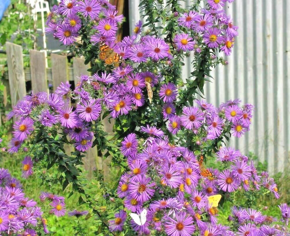 200+NEW ENGLAND ASTER Seeds Perennial Native Wildflower Summer Fall Flowers Easy