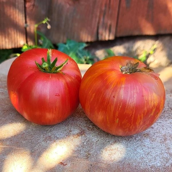 10 seeds DWARF Firebird Sweet Tomato Organic Rare Variety DTP beefsteak