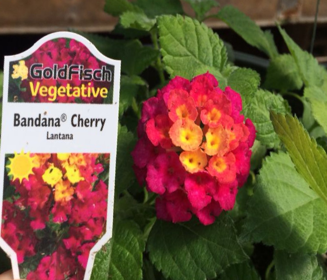 Lantana Bandana Cherry Live Annual Plants/Plugs, 4 “baby” Plants, Size 102 Plugs
