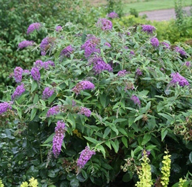 Buddleja Davidii Buzz (Butterfly Bush) Live Plant, Healthy Fully Root
