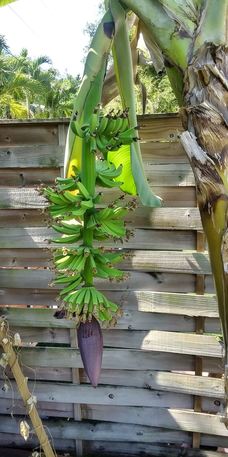 Musa – Dwarf Cavendish – Banana Tree