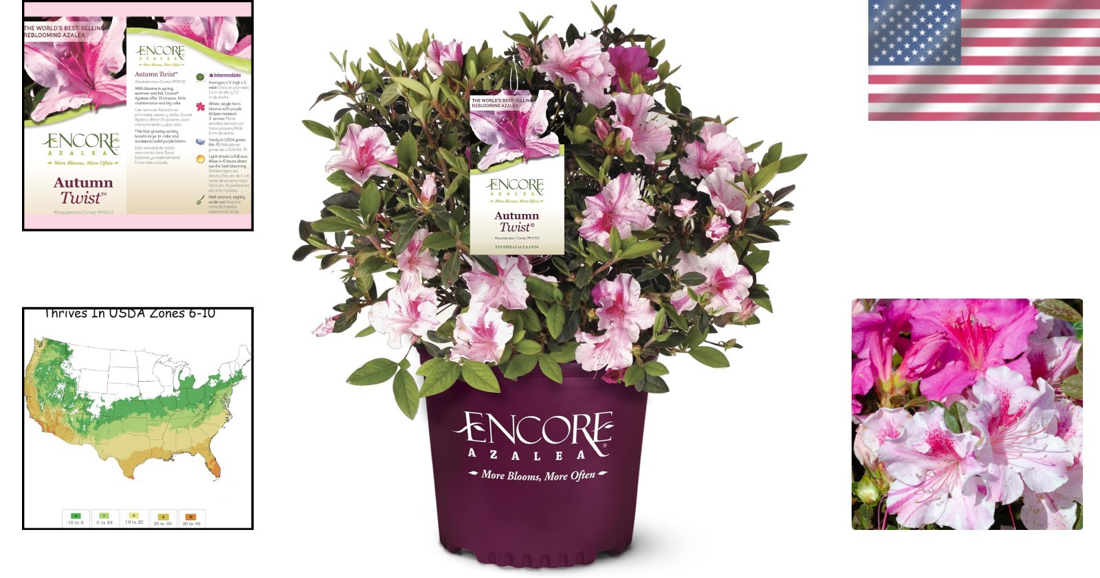 5 Gallon Azalea Plant: -Round Interest, Spring-Fall Blooms