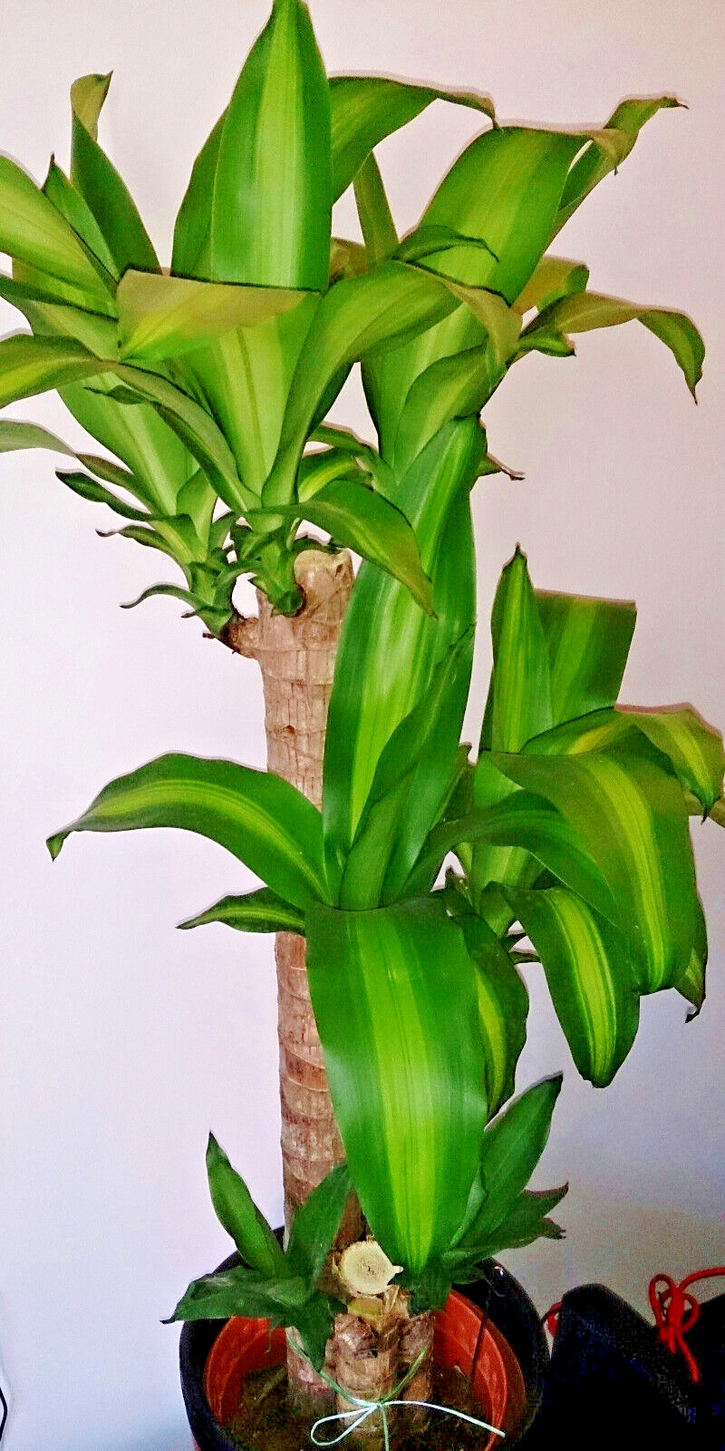 Fresh Cutting Dracaena Massangeana Fragrans Corn Plant Palo de Agua Brazil Wood