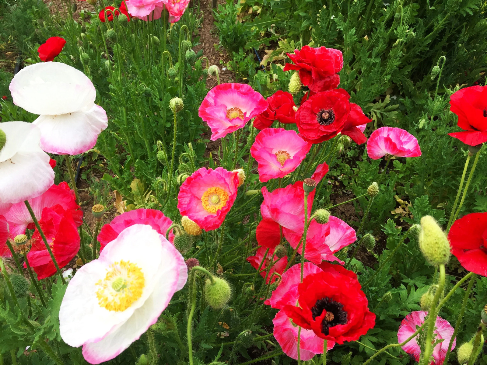 Single Mix Shirley Poppy Seeds | P.Rhoeas Pink Red Poppies Wild Flower Seed 2025