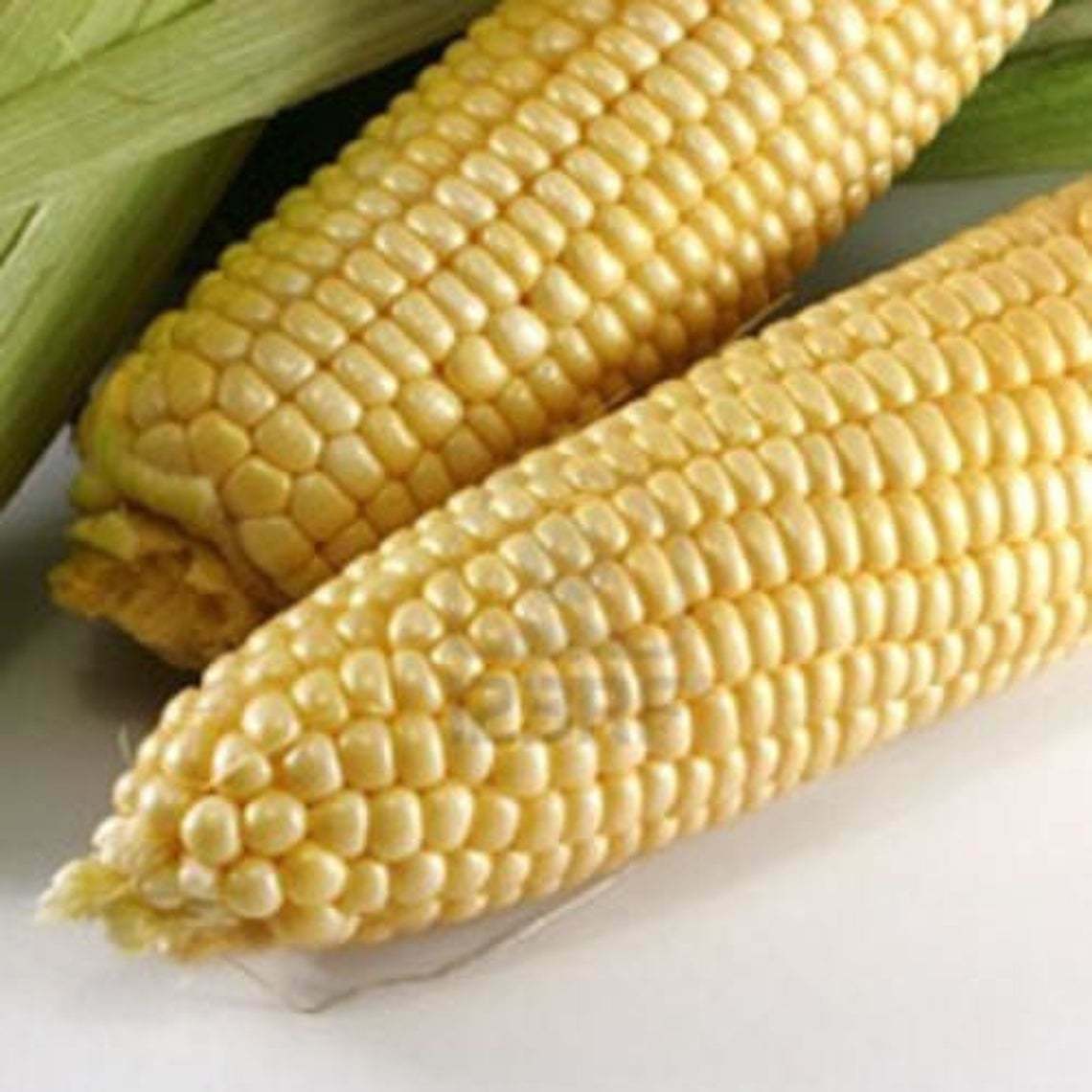 Sweet Corn Seeds: Iochief Sweet Corn Seeds Fresh Seed FREE Shipping!!!!!