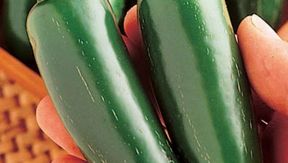Mucho Nacho Jalapeno F1 Jalapeno Pepper: 10 Treated Seeds, Free Shipping!