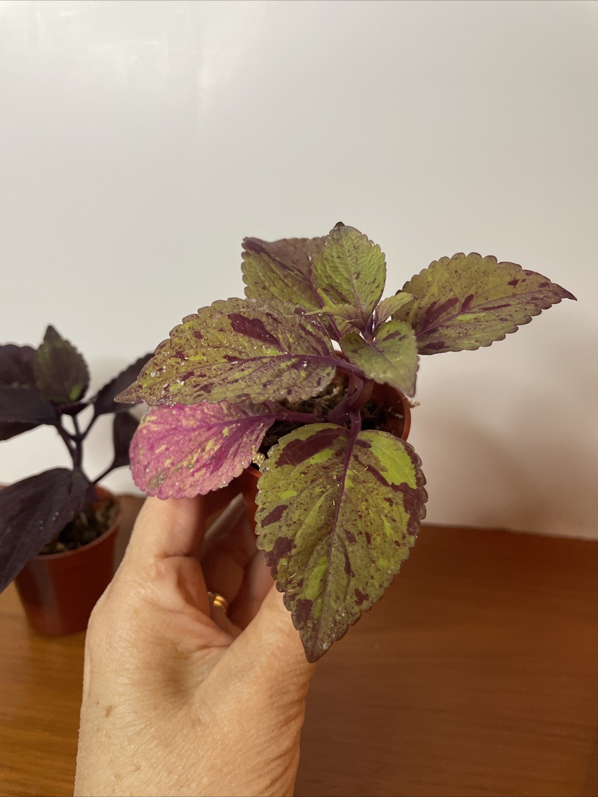Coleus 2 Live Plants Marble Mania, Chocolate Green Red Dark Purple