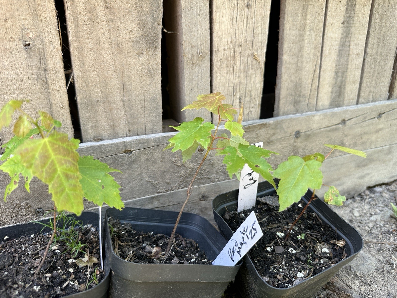 One Live Organic 4”-6” RED MAPLE Tree (4” Pot)