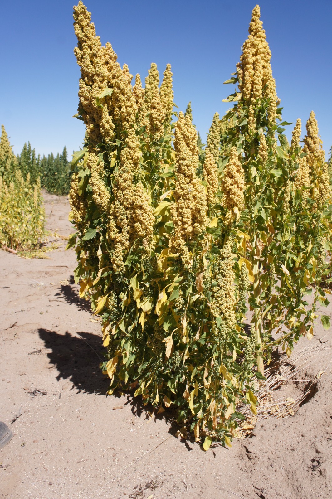 150 Brilliant Rainbow Quinoa Seeds – Chenopodium quinoa – Non-GMO Ancient Grain!