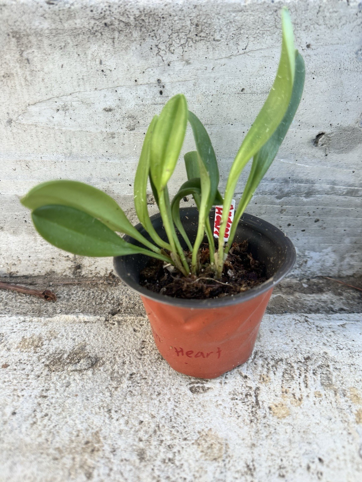 Masdevalia Orchid Plant