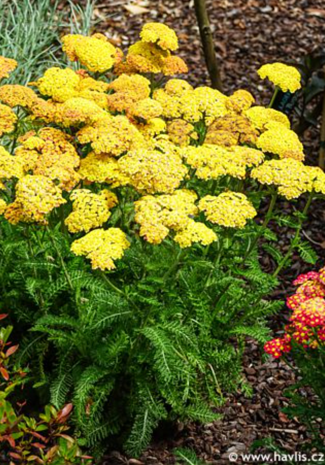 Achillea (Yarrow) Skysail Yellow Live Perennial Starter Plants/Plugs, 4 Plants