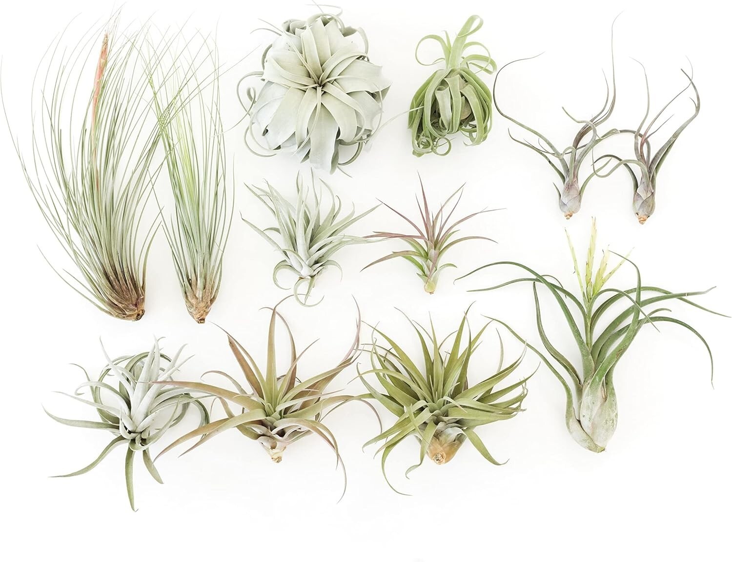Tillandsia Jumbo Air Plant Variety Pack – Easy Indoor Outdoor Live Decor