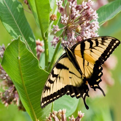 100 Seeds Common Milkweed Drought Resistant Asclepias Syriaca Plant Flower Seed