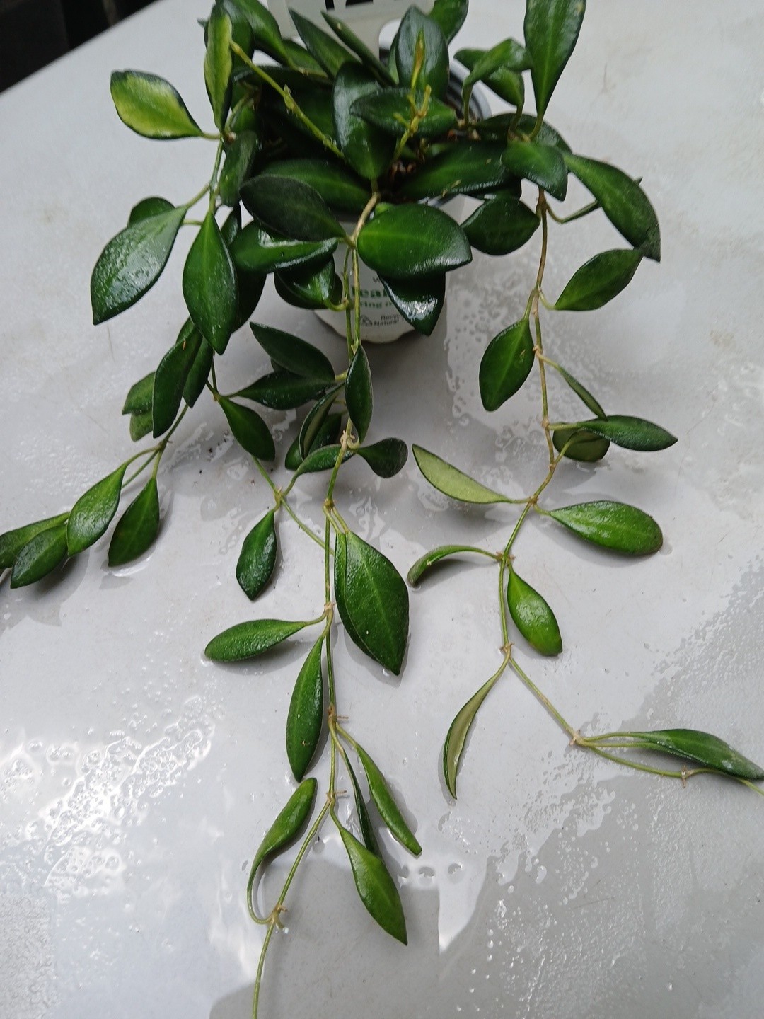 #124- HOYA BURTONIAE VARIEGATED LIVE PLANTS, FULL POT PLANTS,