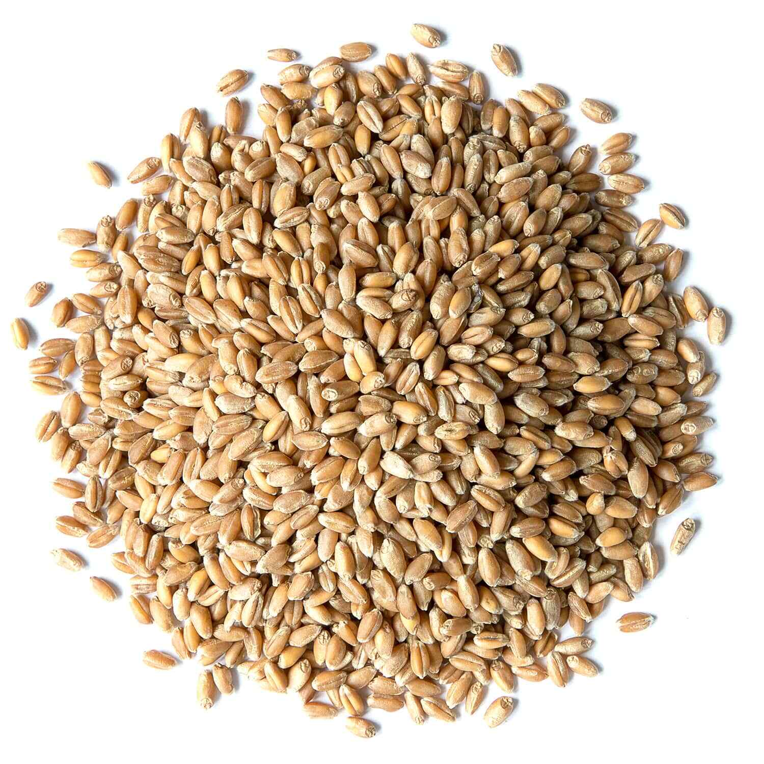 Wheat Berries – Sproutable, Kosher, Raw – by Food To Live