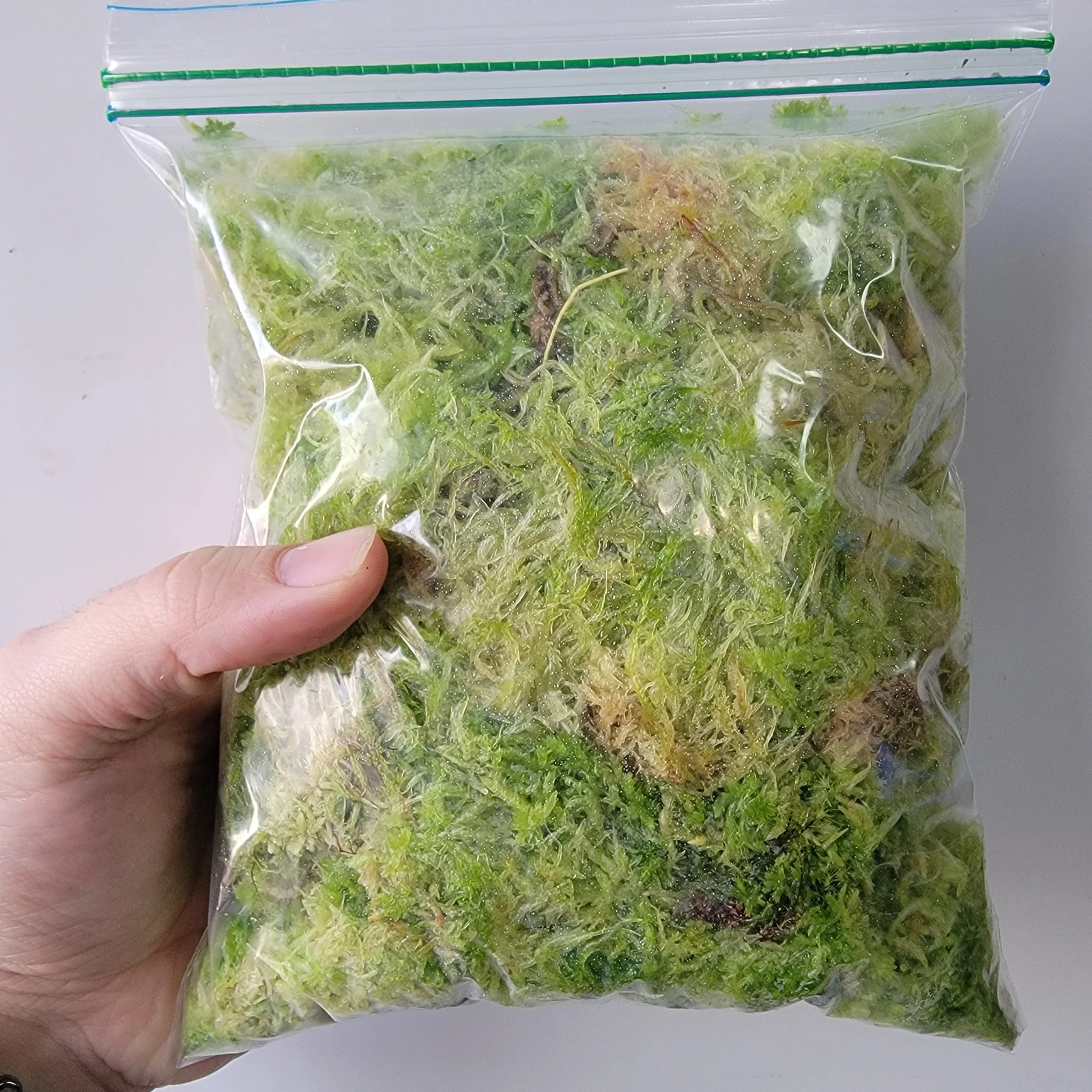 Tropical Sphagnum moss live 1 QT