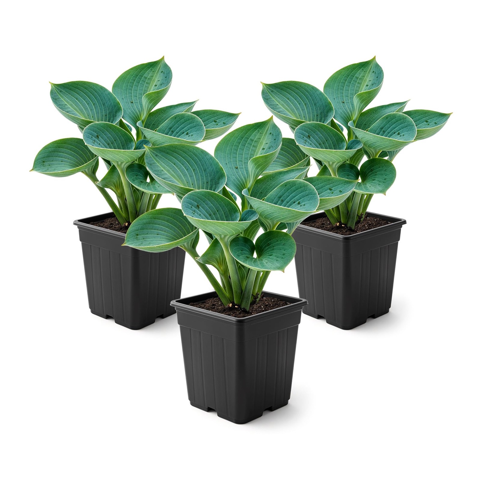 Perennial Hosta Plants Abiqua Drinking Gourd, 10″ Tall, 3Pack in 1 Qt Pot