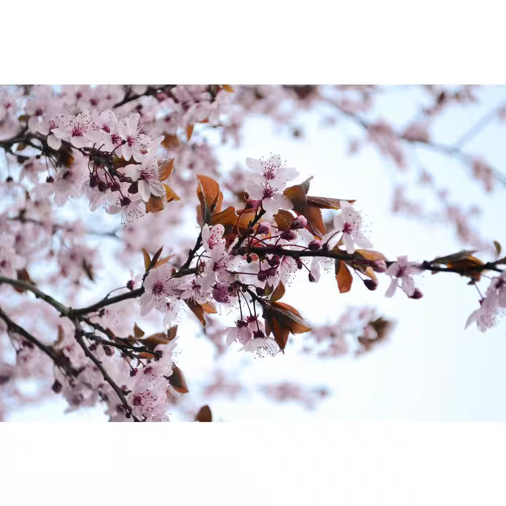 Vesuvius Flowering Plum Tree (Bare Root, 3 Ft. to 4 Ft. Tall)