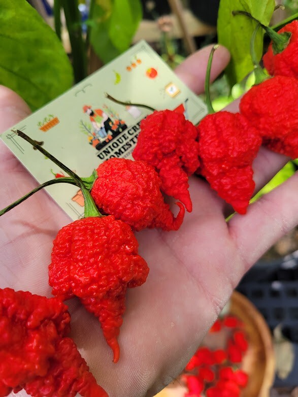RB003 Pepper Seeds 2,000,000+ Scoville SUPER HOT 7 Pot Brain Strain Reaper Cross