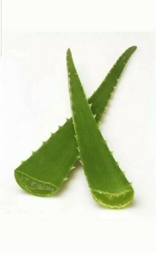 1 lb Fresh Cut Organic ALOE Leaves, Medicinal Uses, All Natural