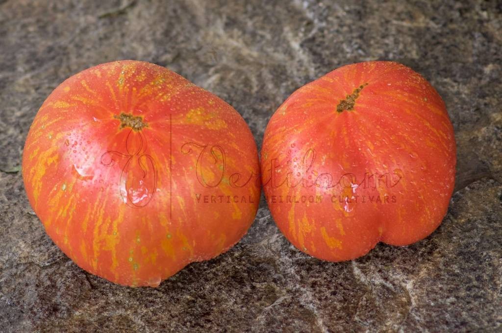 10 seeds DWARF Firebird Sweet Tomato Organic Rare Variety DTP beefsteak