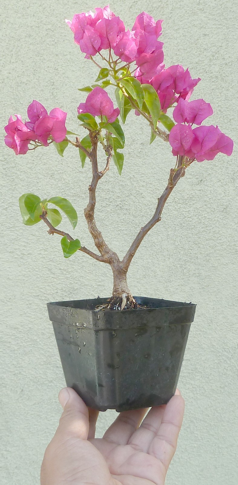 Purple Princess Bougainvillea Pre Bonsai Dwarf Mame Nice Movement Trunk Flowers