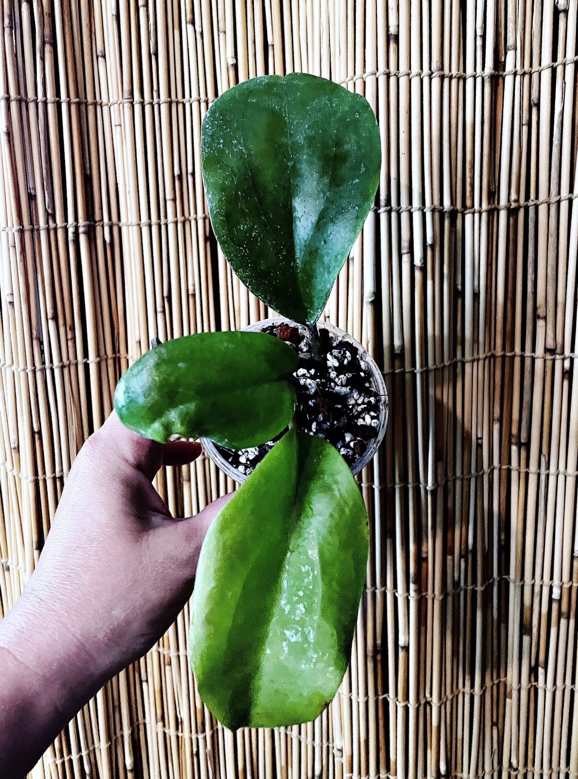 Rare Hoya Hanhiae Pink Mother Big Leaf Vining Tropical NOID Exact Plant