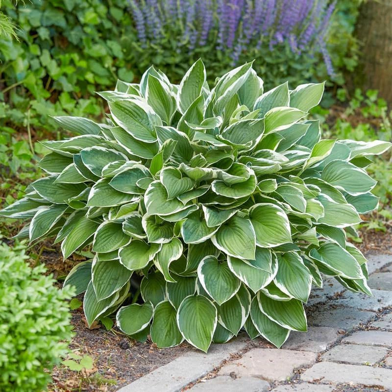 310+ USA Premium Rare Hosta Flower Seed for Planting Outdoors Garden Home Beauti