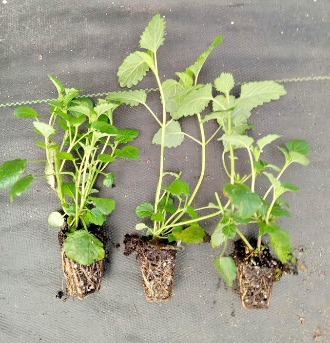 Lemon Balm Live Starter Plants – 3-6″ Tall – Fragrant Perennial Herb – Zones 4-9