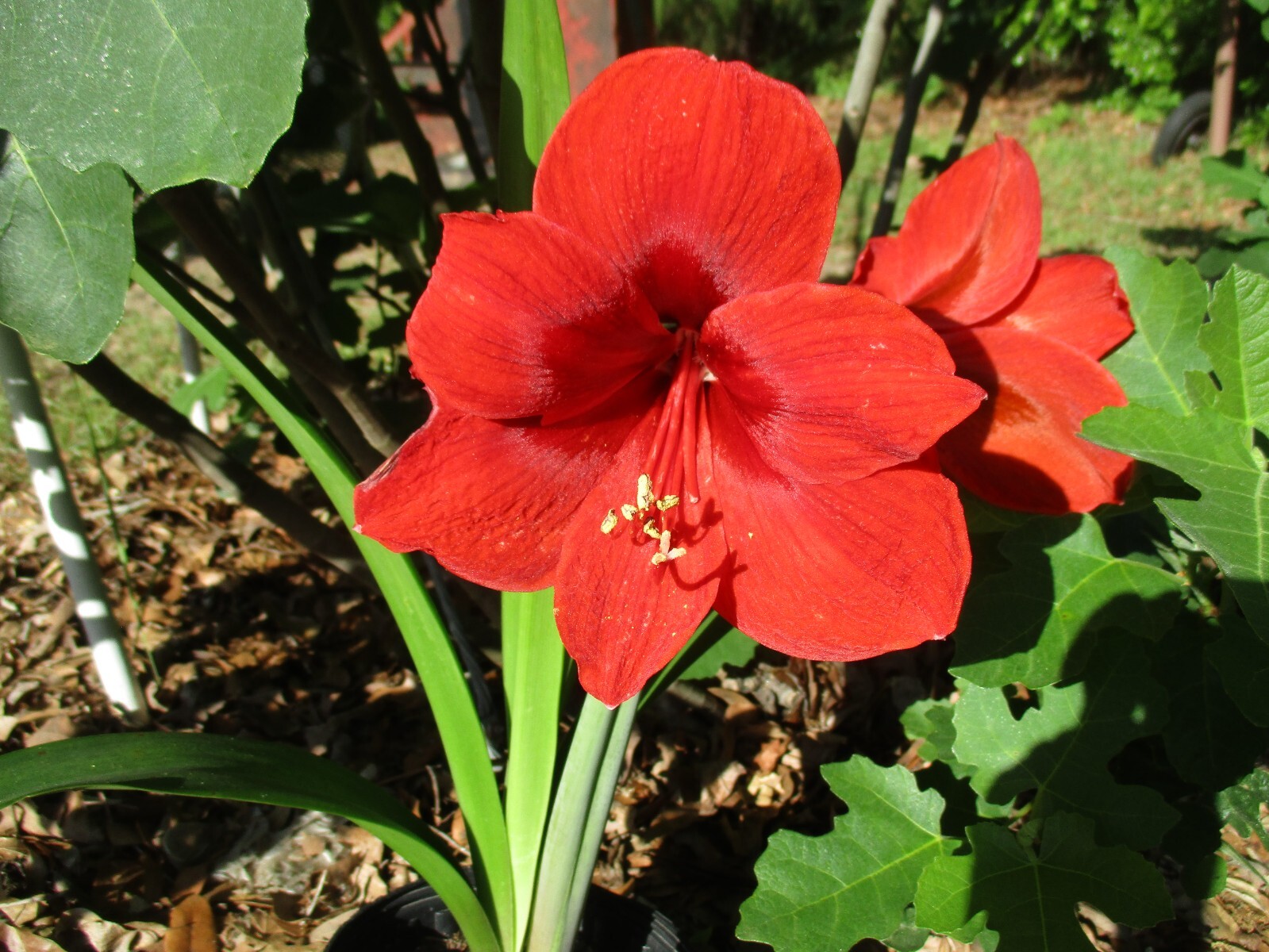 1 Amaryllis Bulb California Dream 20-26 cm in cir. Has already bloomed this year