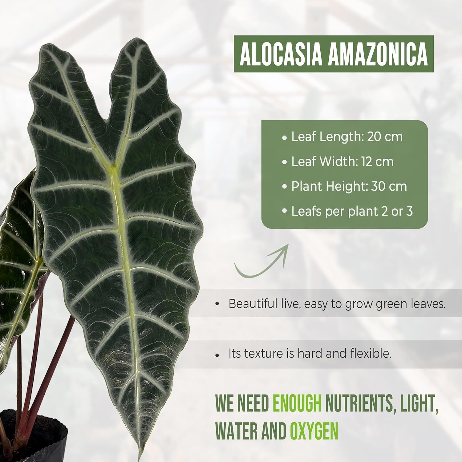 Alocasia Amazonica (2pack) by LEAL PLANTS ECUADOR | Elephant ear Plants