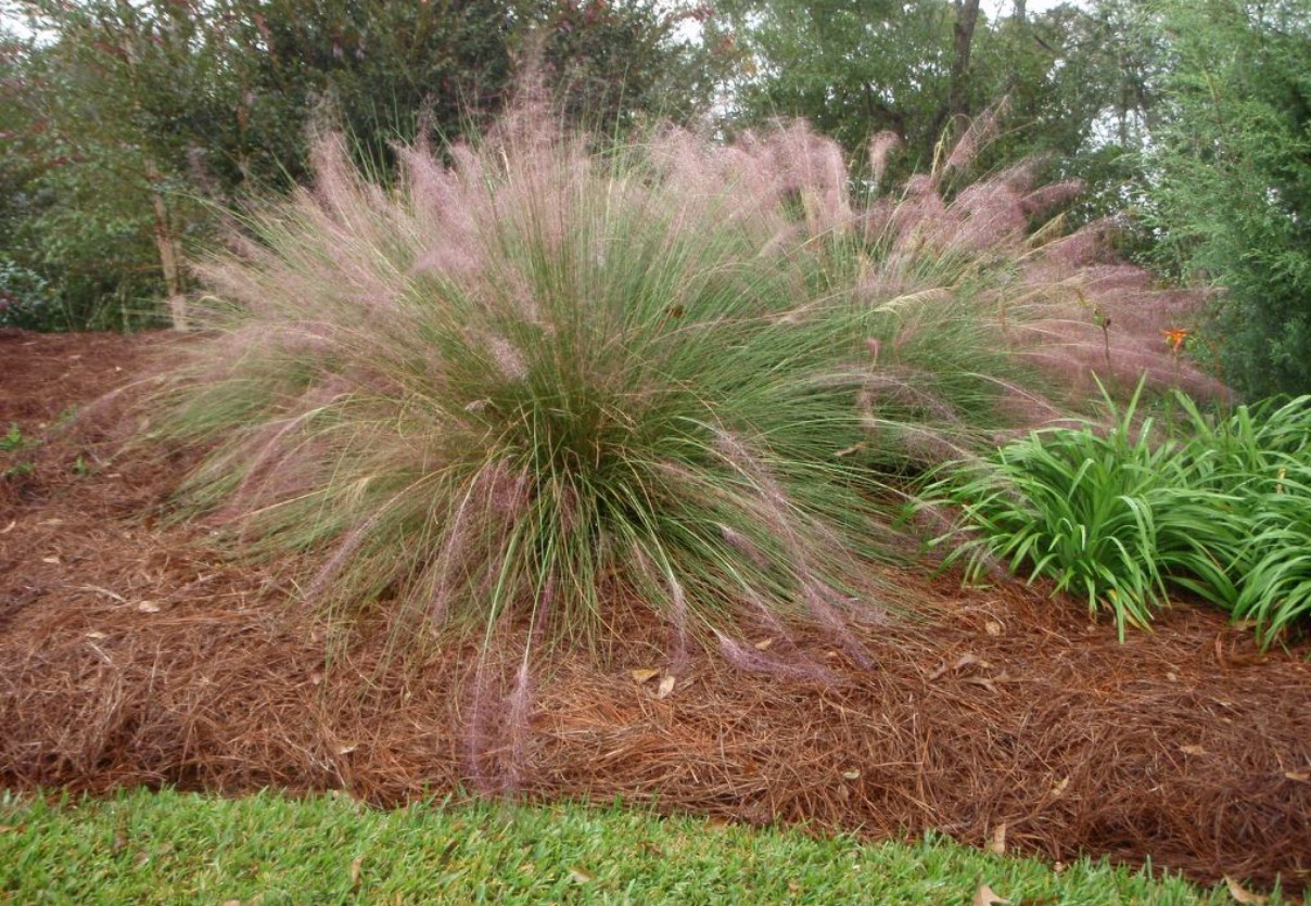 Muhly Grass Pink Live Plant – 5-8 Inches Tall – Ship No Pot
