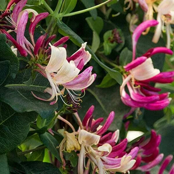 ~~PEACHES & CREAM~~Lonicera periclymenum Honeysuckle Vine~Rooted Starter Plant ~