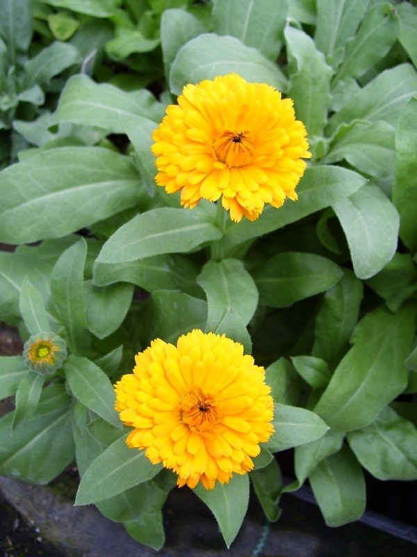 Calendula (Marigold) – Beautiful Edible Yellow Flowers