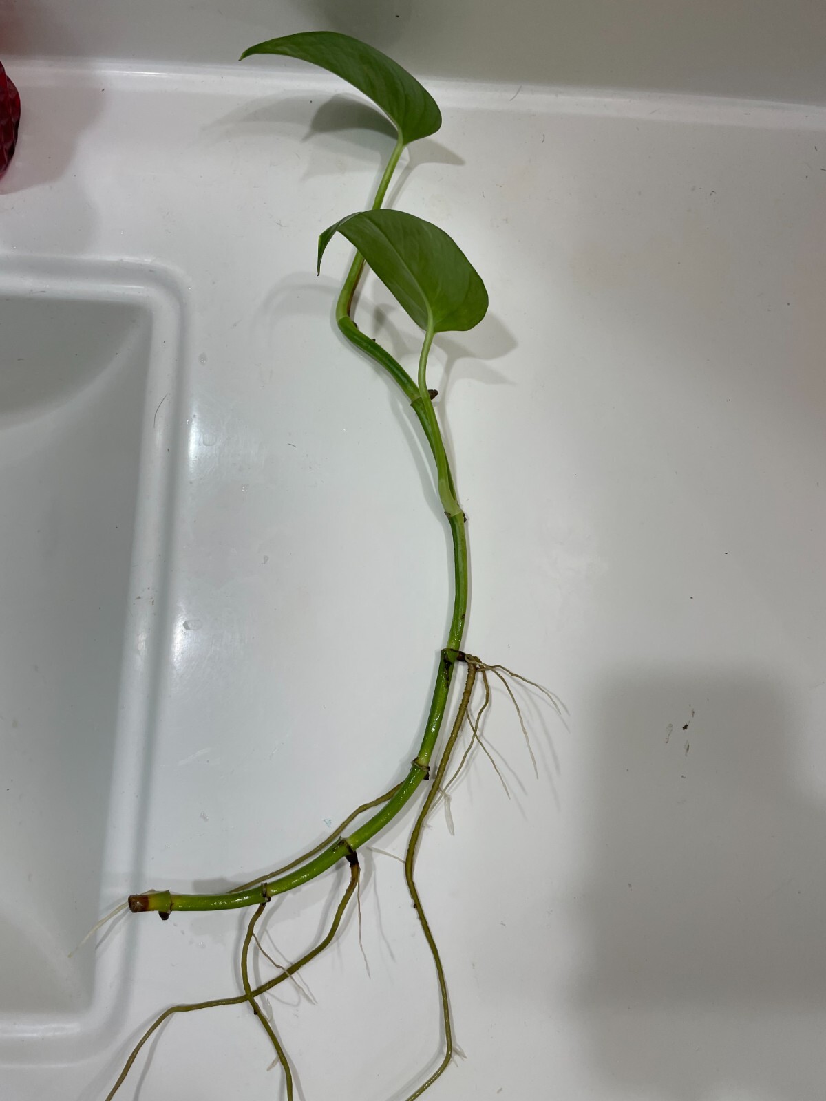 Bare rooted Golden Pothos, Free shipping