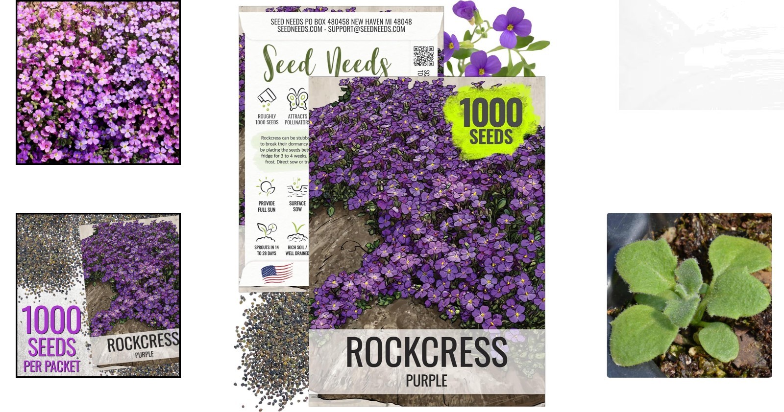 Purple Rockcress Seeds – Heirloom Perennial Flowers for Gorgeous Rock Gardens
