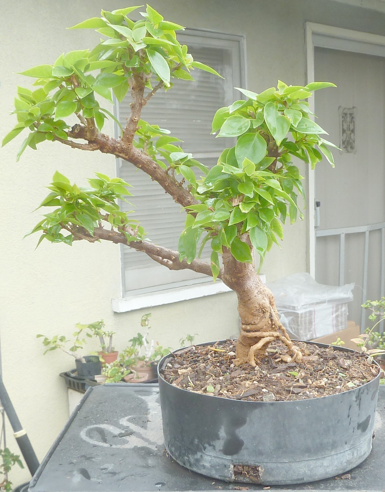Torch Glow Pixie Bougainvillea Pre Bonsai Dwarf Kifu Fat Trunk Flowers