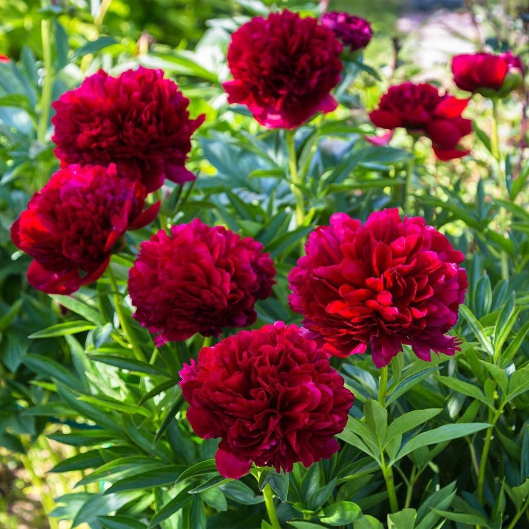 300+ Perennial Peony Flower Seeds for Planting Outdoor-Attracts Bees&Butterfl…