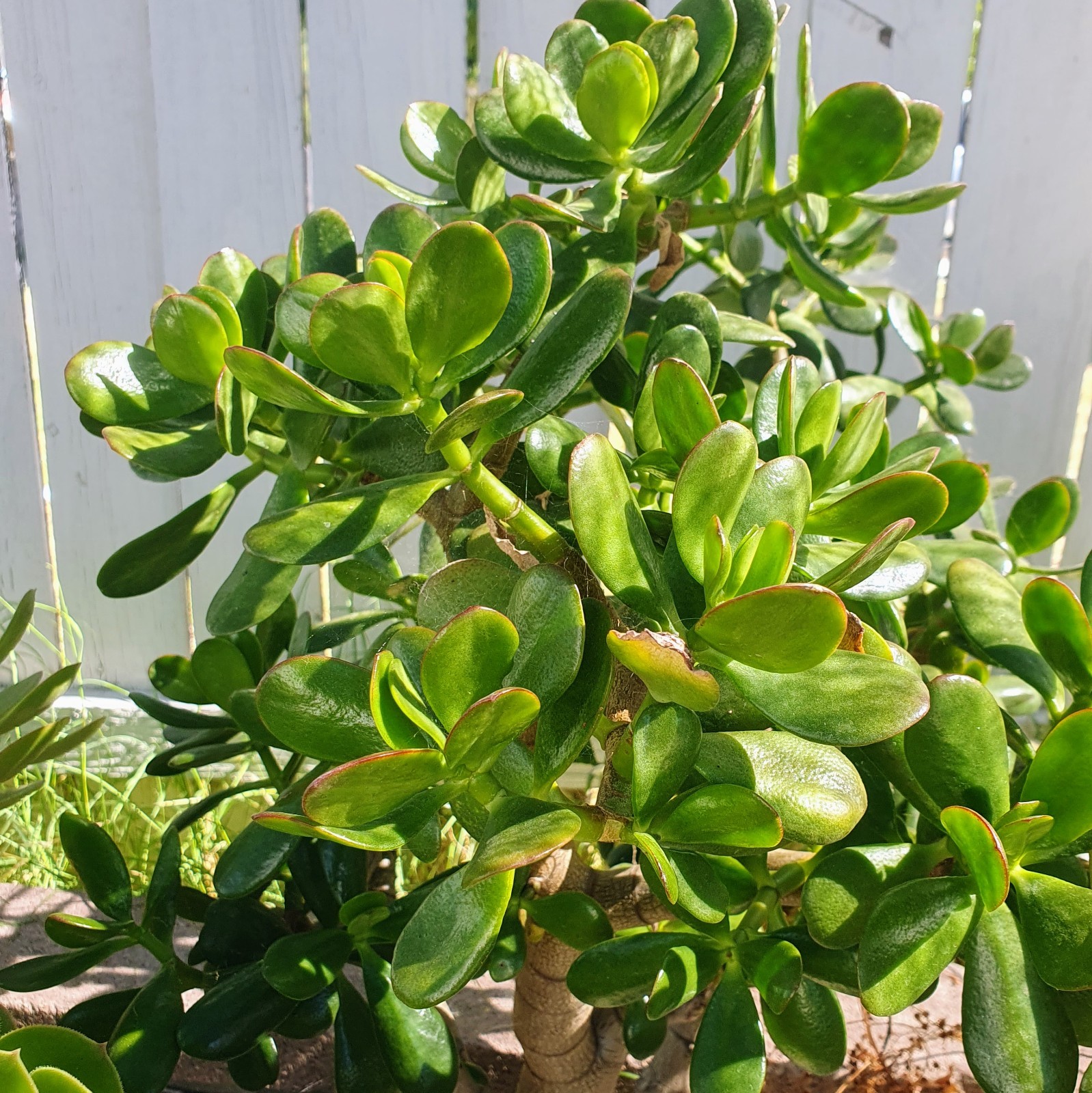 Jade Plant, Money Tree Plant, Lucky Plant, Good Luck Succulent Bonsai Houseplant