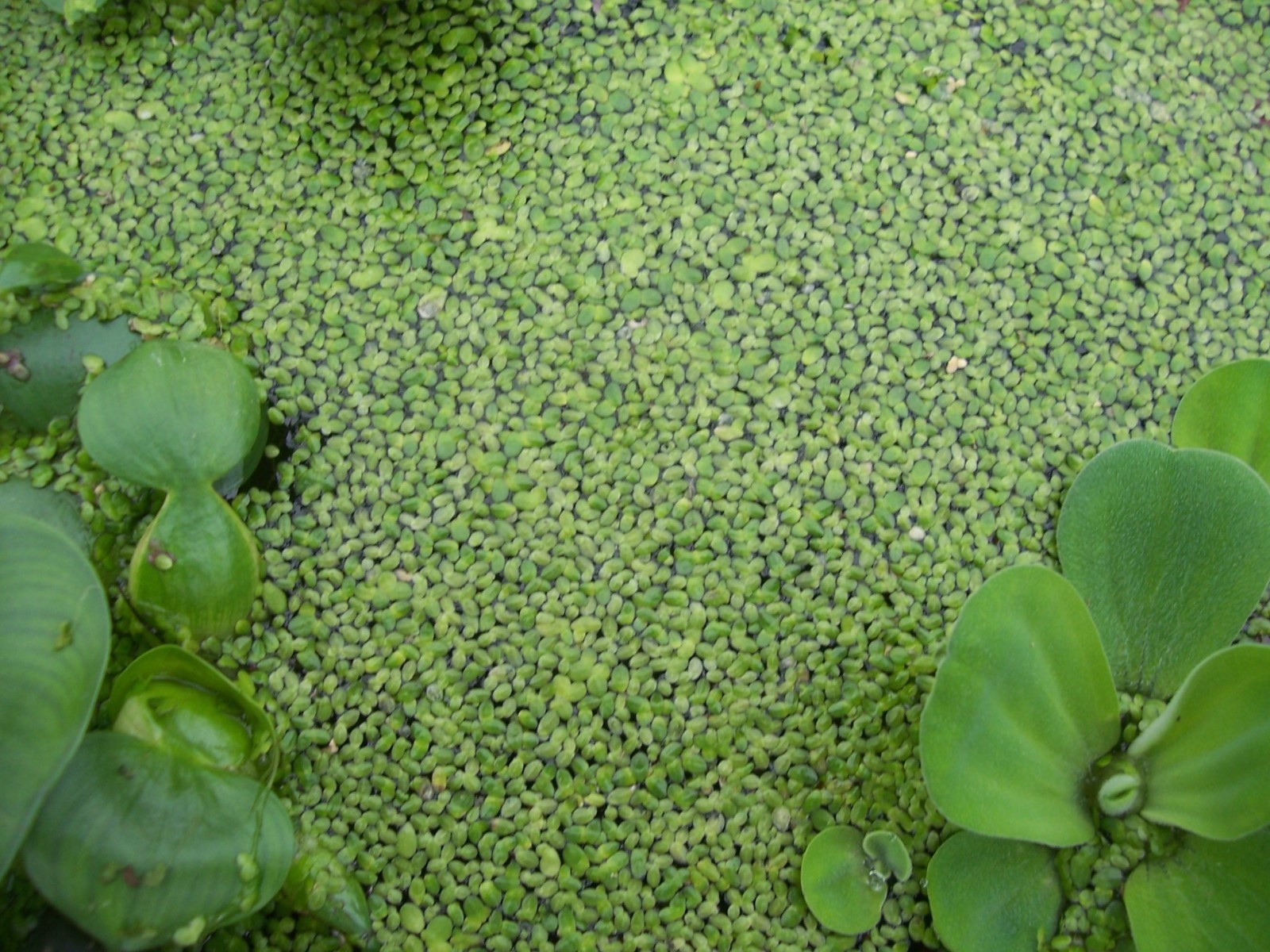 1 CUP DUCKWEED,FISH KOI FOOD,POND PLANT WATER GARDEN BIOFILTER,100%ORGANICGROWN