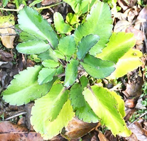 10 Fey Lougarou, Amarpoi Kalanchoe pinnata Air Plant Bryophyllum P. 10 LEAVES